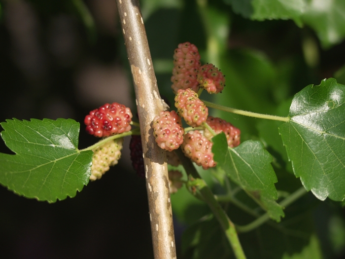 'Chaparral' Weeping Mulberry - Morus alba