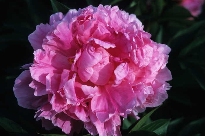 Garden Peony - Paeonia lactiflora 'Dr. Alex Fleming' Garden Peony - Paeonia lactiflora 'Dr. Alex Fleming'