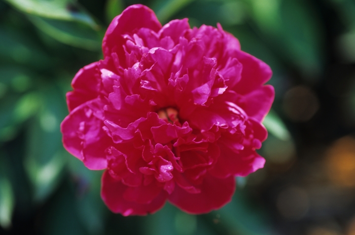Garden Peony - Paeonia lactiflora 'Felix Crousse' Garden Peony - Paeonia lactiflora 'Felix Crousse'