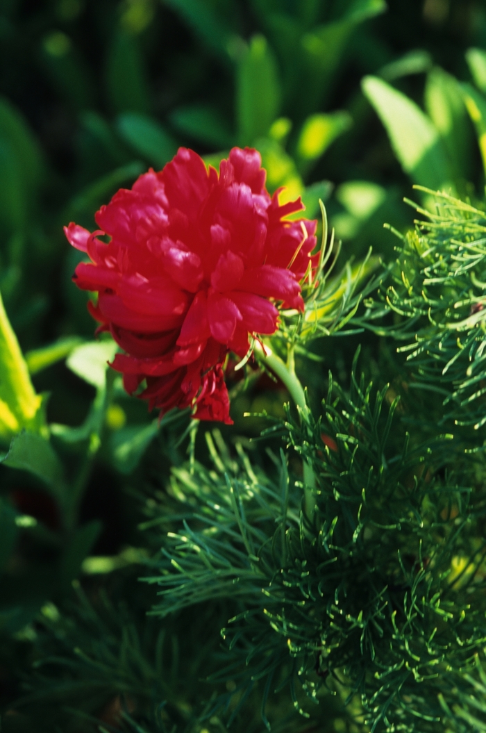 Fern-Leaf Peony - Paeonia tuenifolia 'Rubra Flora Plena'