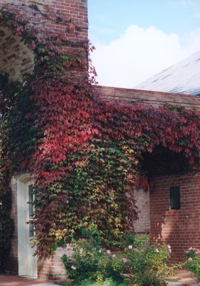 Boston Ivy - Parthenocissus tricuspidata