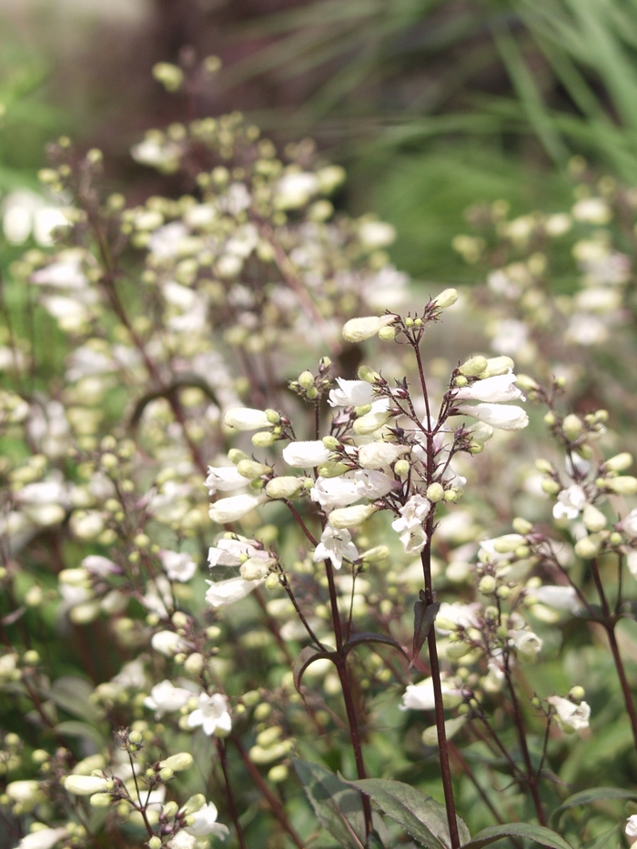 Beardtongue - Penstemon digitalis 'Husker Red'