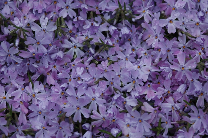 Creeping Phlox - Phlox subulata 'Emerald Blue'