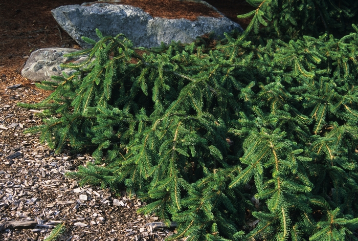 'Pendula' Weeping Colorado Spruce - Picea pungens 'Pendula' 