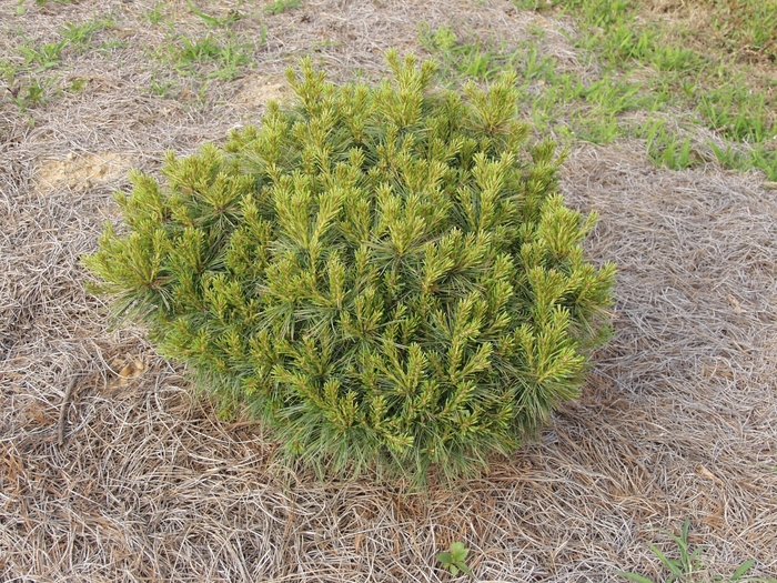 'Soft Touch' White Pine - Pinus strobus 'Soft Touch' 