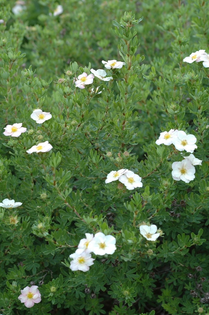 Potentilla - Potentilla fruticosa 'Pink Beauty'