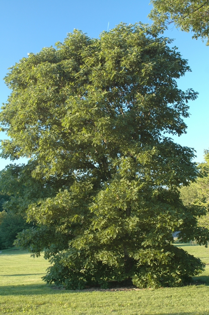 White Oak - Quercus alba White Oak - Quercus alba