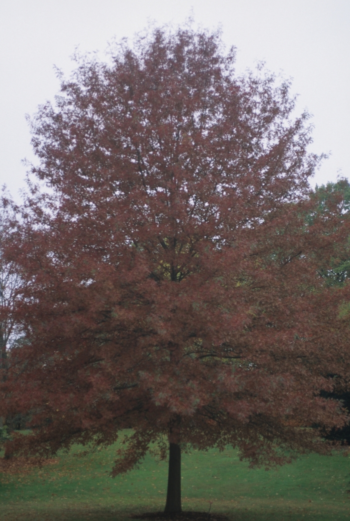 Scarlet Oak - Quercus coccinea Scarlet Oak - Quercus coccinea