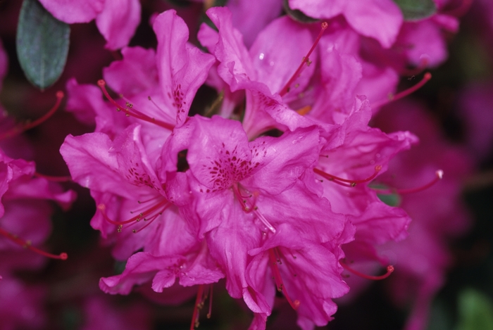 Karens Azalea - Rhododendron hybrid 'Karen'