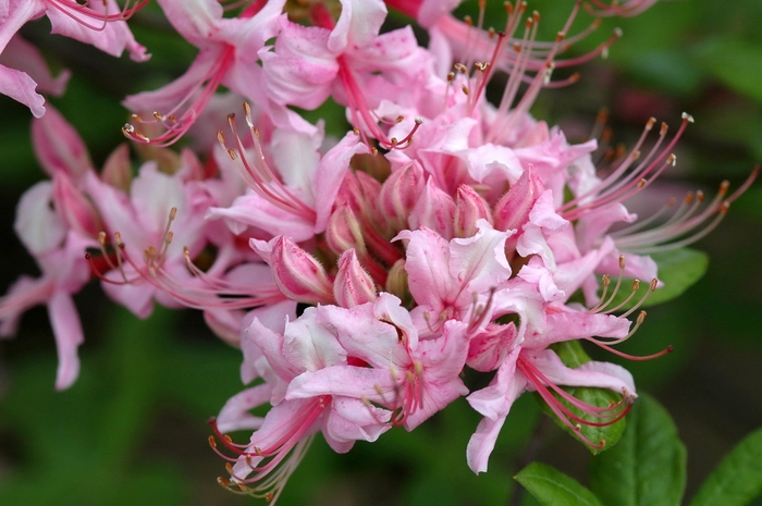 'Northern Hi-Lights' Azalea - Azalea x 'Northern Hi-Lights'