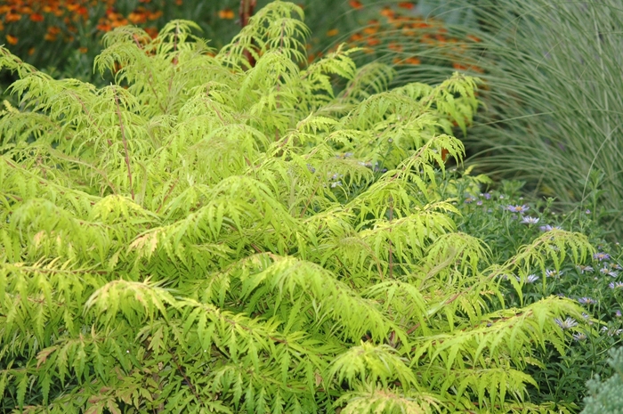 Tiger Eyes® - Rhus typhina Tiger Eyes® - Rhus typhina