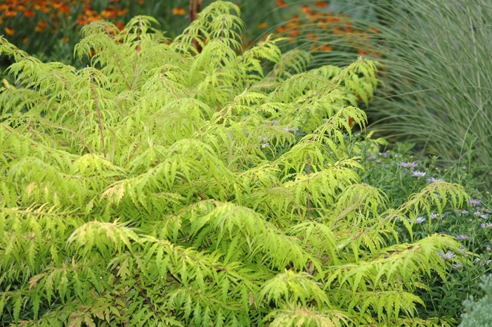 Tiger Eyes® - Rhus typhina