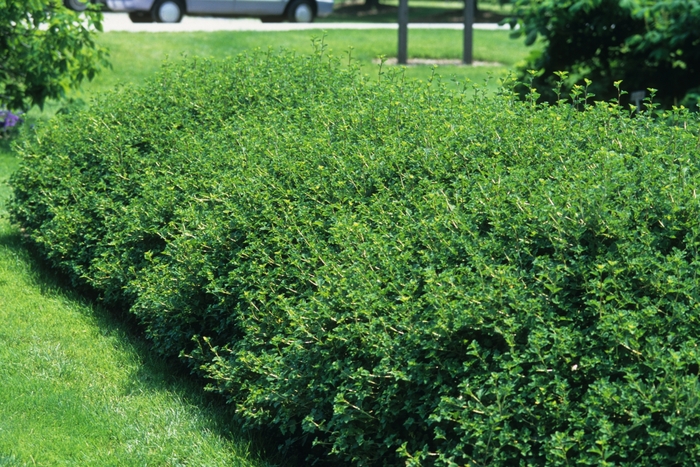 Green Mound Alpine Currant - Ribes alpinum 'Green Mound'