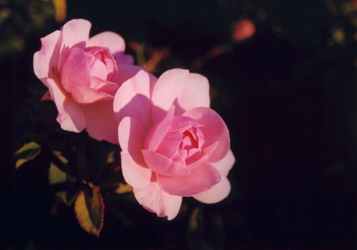 Bonica® Rose - Rosa 'Meidomonac' Bonica® Rose - Rosa 'Meidomonac'