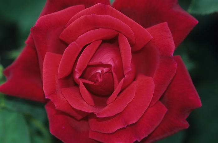 Rose - Rosa 'Chrysler Imperial' Rose - Rosa 'Chrysler Imperial'