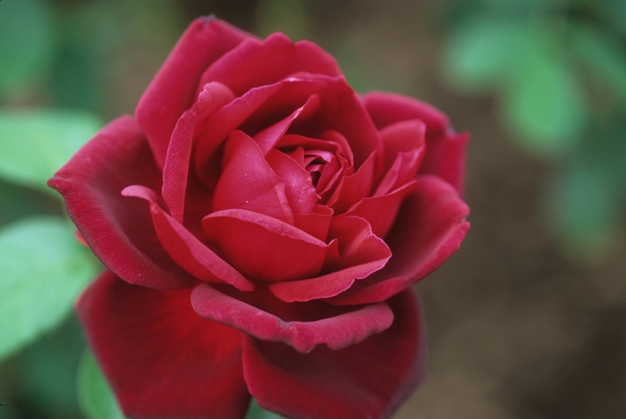 Oklahoma Rose - Rosa 'Oklahoma' Oklahoma Rose - Rosa 'Oklahoma'
