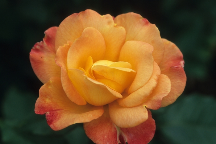 Rio Samba Rose - Rosa 'Rio Samba' Rio Samba Rose - Rosa 'Rio Samba'