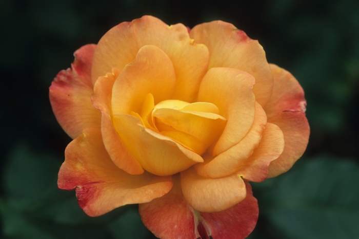 Rio Samba Rose - Rosa 'Rio Samba'