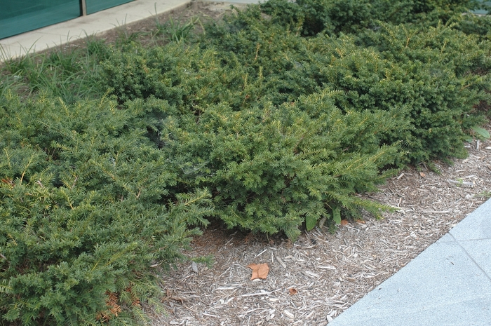 'Everlow' Spreading Yew - Taxus x media 'Everlow' 