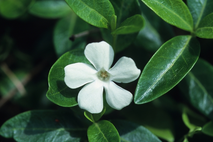 Myrtle - Vinca minor 'Alba' Myrtle - Vinca minor 'Alba'