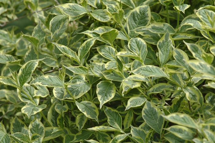'Variegata Nana' - Weigela florida 'Variegata Nana' - Weigela florida