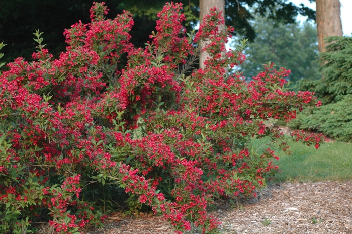 Red Prince Weigela - Weigela florida 'Red Prince'