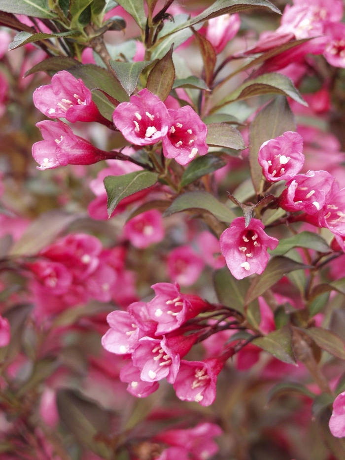 Weigela - Weigela florida 'Wine & Roses®' Weigela - Weigela florida 'Wine & Roses®'
