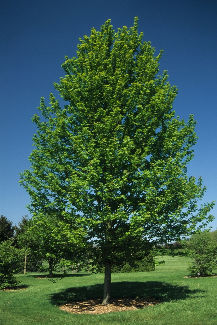Autumn Blaze® Red Maple Tree - Acer freemanii 'Autumn Blaze®' Autumn Blaze® Red Maple Tree - Acer freemanii 'Autumn Blaze®'