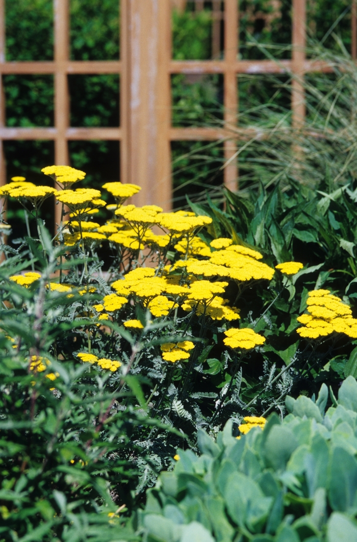 Yarrow - Achillea 'Moonshine' Yarrow - Achillea 'Moonshine'