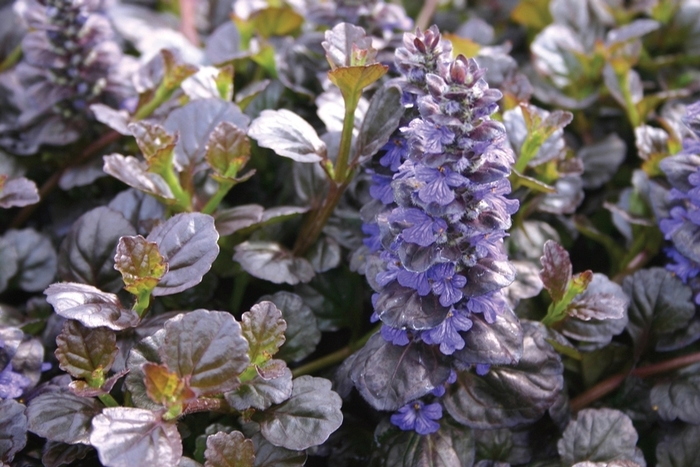 Bugleweed - Ajuga reptans 'Black Scallop' Bugleweed - Ajuga reptans 'Black Scallop'
