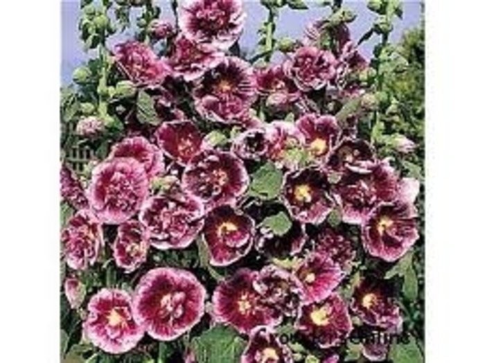 Hollyhock - Alcea rosea 'Creme de Cassis' 