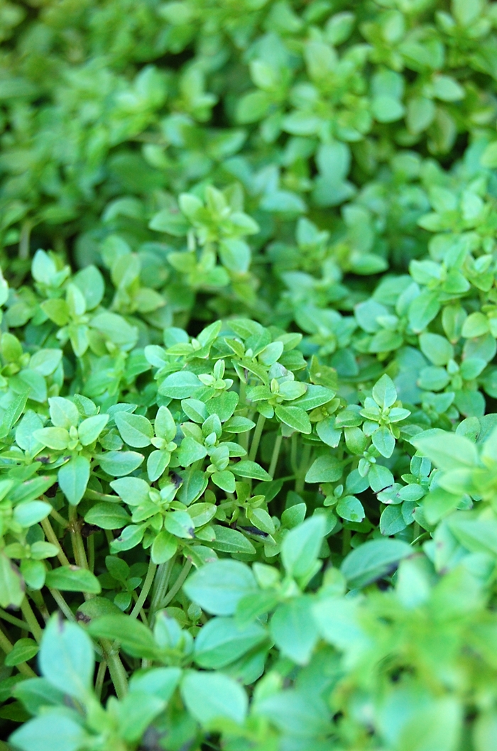 Basil - Ocimum basilicum 'Boxwood' Basil - Ocimum basilicum 'Boxwood'
