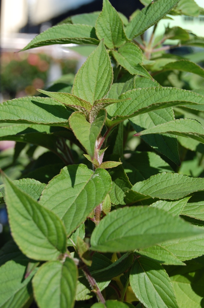 Sage - Salvia elegans Sage - Salvia elegans