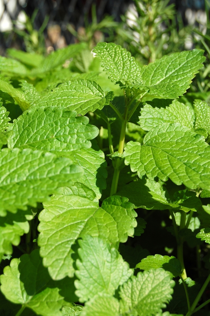 Lemon Balm - Melissa officinalis Lemon Balm - Melissa officinalis