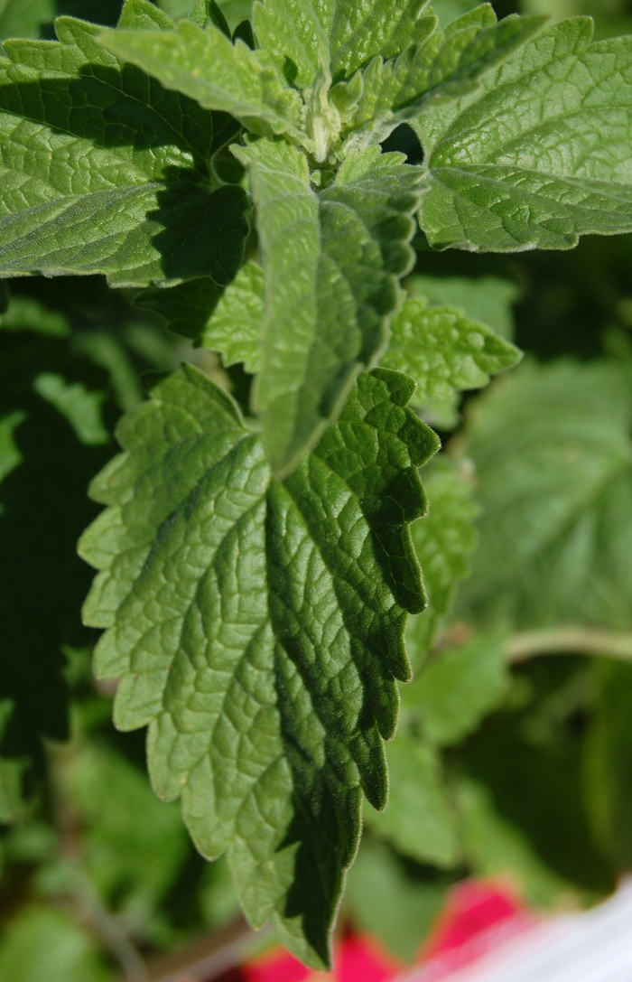 Catnip, Nepeta - Nepeta cataria