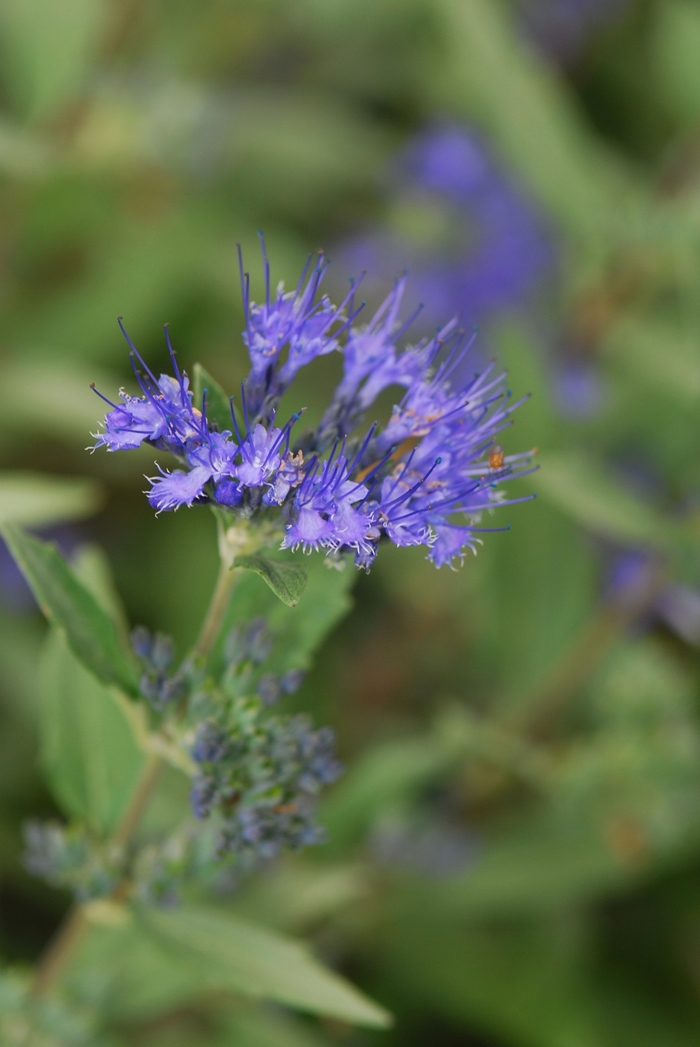 Bluebeard - Caryopteris x clandonensis 'Dark Knight' 