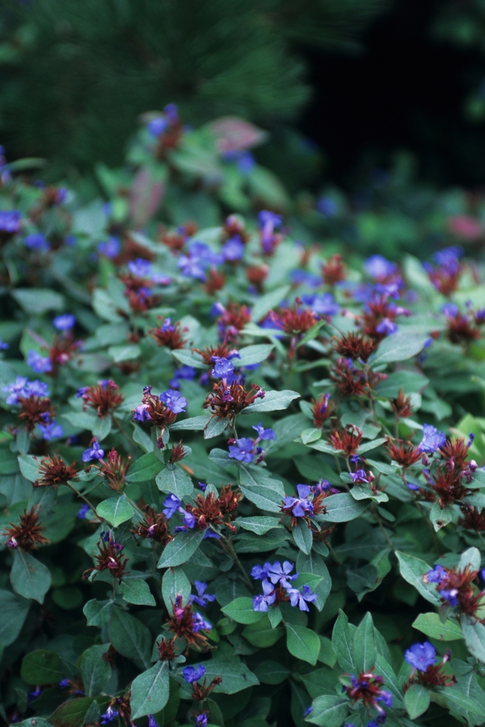 Leadwort - Ceratostigma plumbaginoides Leadwort - Ceratostigma plumbaginoides