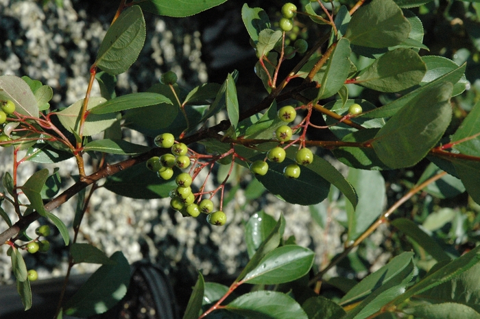 Autumn Magic Chokeberry - Aronia melanocarpa 'Autumn Magic' Autumn Magic Chokeberry - Aronia melanocarpa 'Autumn Magic'