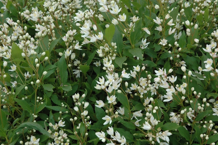 Dwarf Deutzia - Deutzia crenata 'Nikko' Dwarf Deutzia - Deutzia crenata 'Nikko'