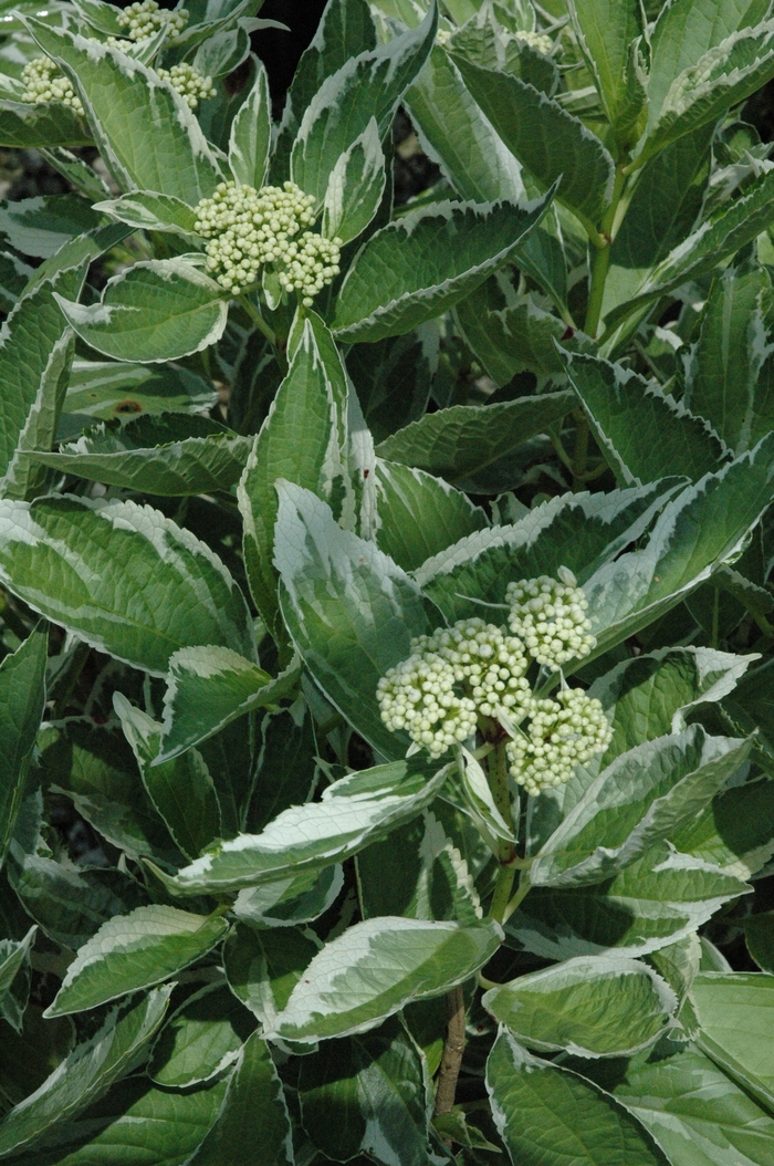 'Light-O-Day®' Bigleaf Hydrangea - Hydrangea macrophylla 'Light-O-Day®' Bigleaf Hydrangea - Hydrangea macrophylla