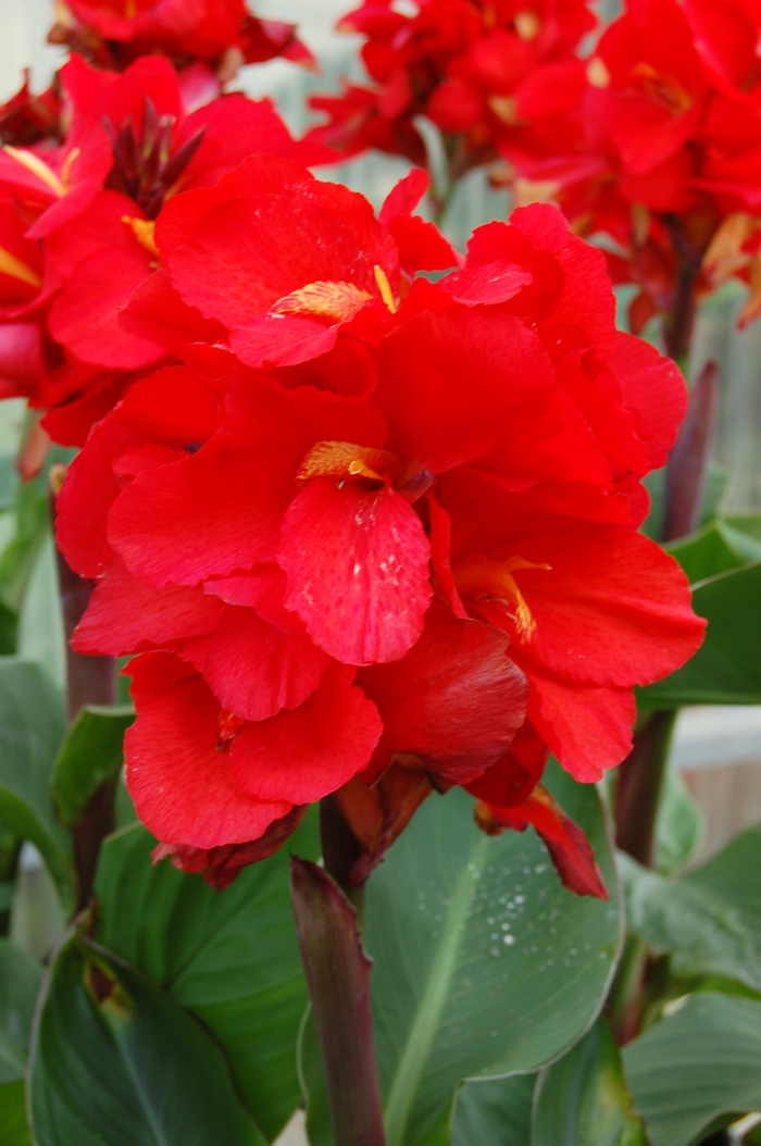 Canna - Canna 'Tropical™ Red' Canna - Canna 'Tropical™ Red'