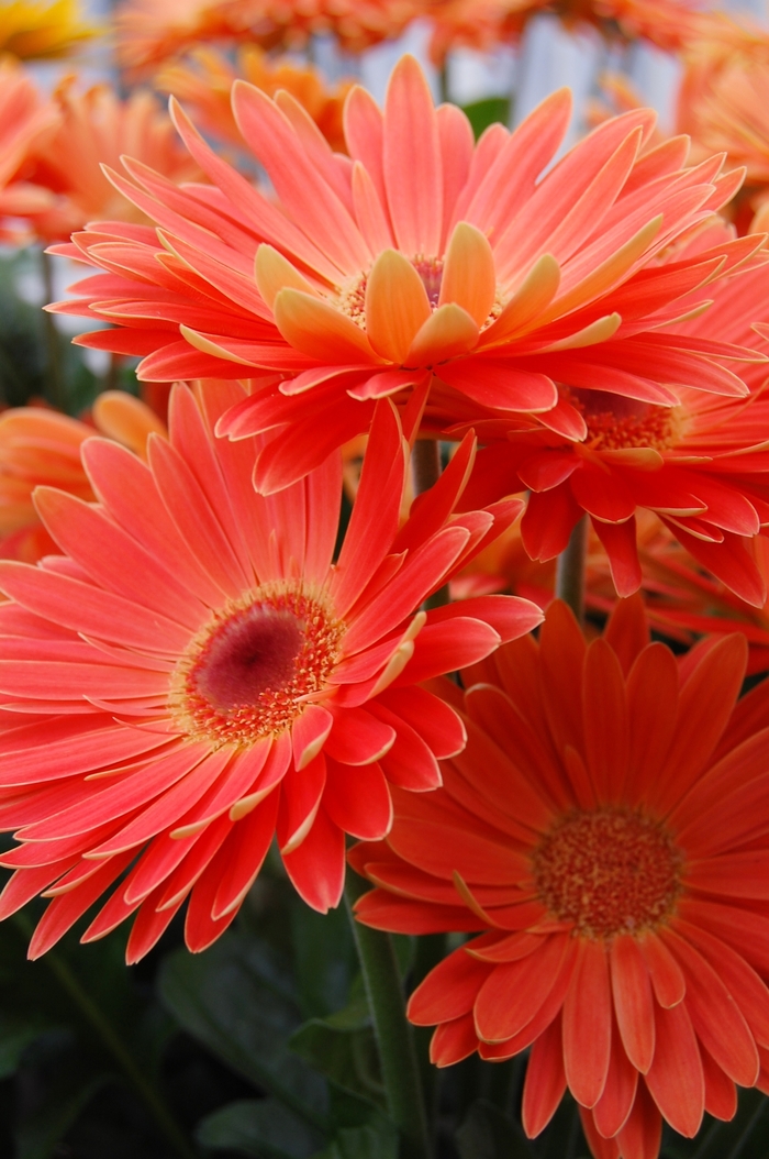Gerbera Daisy - Gerbera jamesonii 'Royal™ Apricot' Gerbera Daisy - Gerbera jamesonii 'Royal™ Apricot'