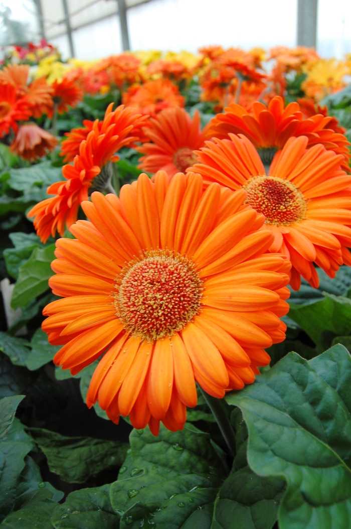 Royal™ Deep Orange Gerbera Daisy - Gerbera jamesonii 'Royal™ Deep Orange' Royal™ Deep Orange Gerbera Daisy - Gerbera jamesonii 'Royal™ Deep Orange'