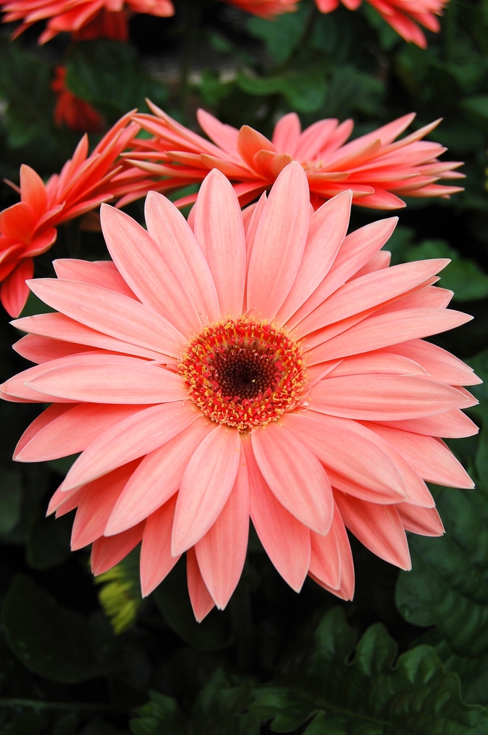 Royal™ Peach Gerbera Daisy - Gerbera jamesonii 'Royal™ Peach' Royal™ Peach Gerbera Daisy - Gerbera jamesonii 'Royal™ Peach'