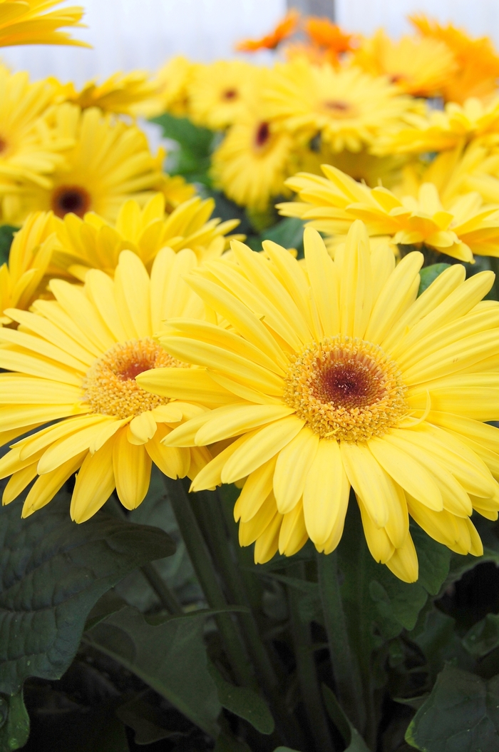 Gerbera jamesonii 'Royal™ Yellow' Royal™ Yellow Gerbera Daisy Ebert