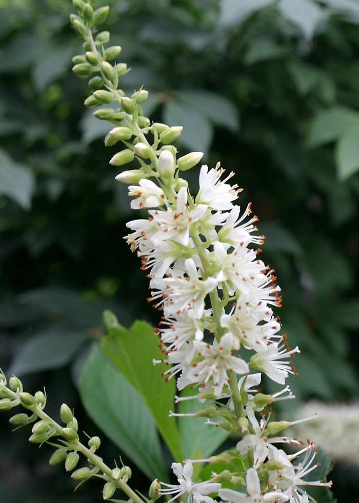 Sugartina® - Clethra alnifolia Sugartina® - Clethra alnifolia