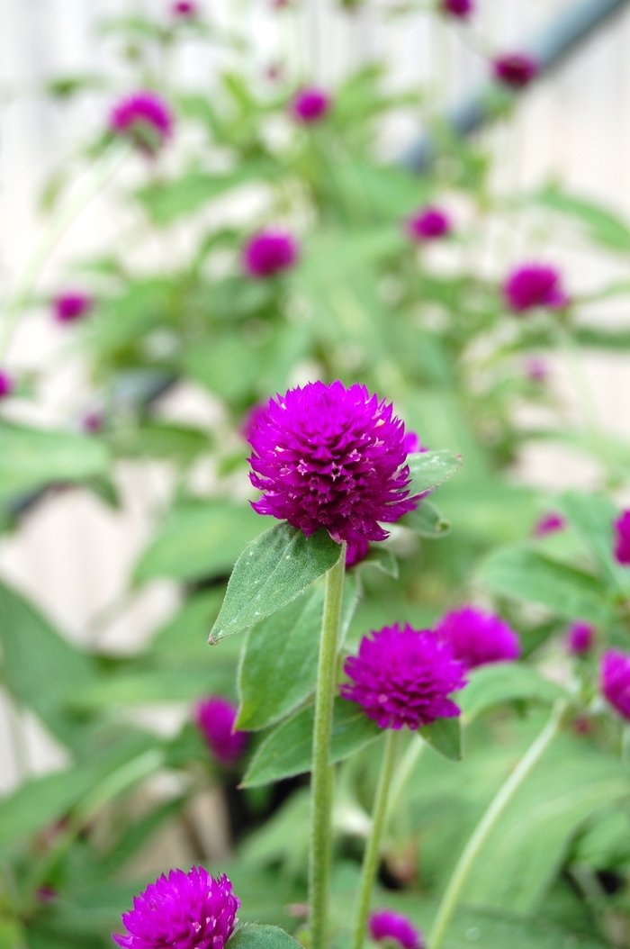 Gomphrena 'Audray Purple Red' Gomphrena Ebert's Greenhouse