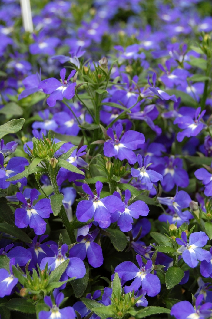 Lobelia - Lobelia erinus 'Techno® Heat Dark Blue' Lobelia - Lobelia erinus 'Techno® Heat Dark Blue'