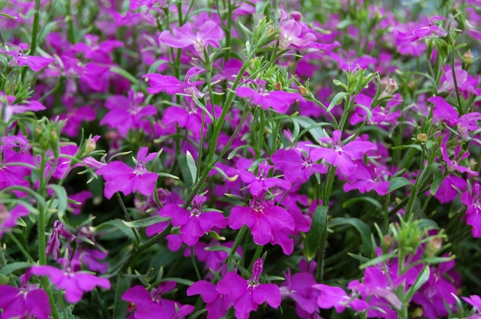 Techno® Violet - Lobelia erinus Techno® Violet - Lobelia erinus