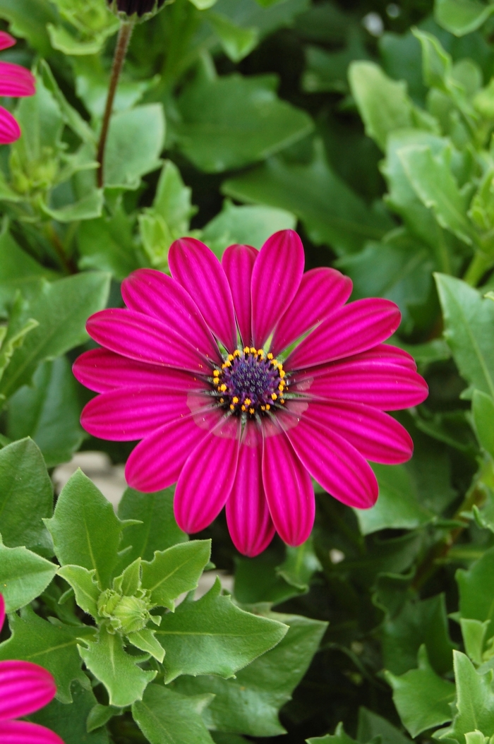 Osteospermum - Osteospermum Tradewinds® 'Deep Purple' Osteospermum - Osteospermum Tradewinds® 'Deep Purple'